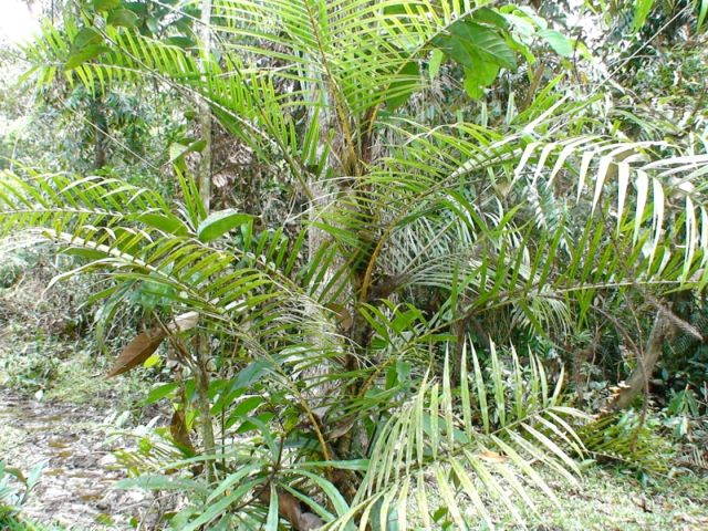 File:Richard Howard DSC00586-2007-palm.jpg