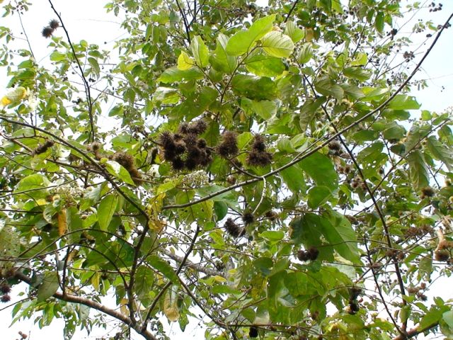 File:Richard Howard DSC00734-TreeWithSeedsNuts.jpg