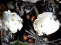Richard Howard DSC00638-Fungi.jpg