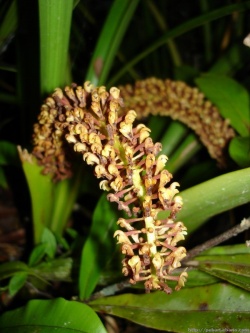 Nuba' Ubek Sinum Lem Sepi'ung Photo by estabala