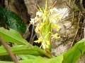 Richard Howard DSC00616-orchid.jpg
