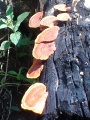Richard Howard DSC00526-2007-fungi.jpg