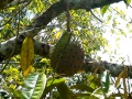 Richard Howard DSC00551-2007-durianfruit.jpg