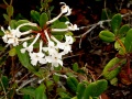 Richard Howard DSC00756-Rhododendron.jpg