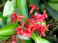Richard Howard DSC00679-Rhododendron.jpg