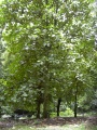 Starr artocarpus odoratissimus.jpg