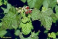 HNicholson Rubus Moluccanus.jpg