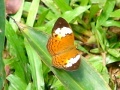 Richard Howard DSC00624-Butterfly.jpg