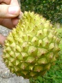 Richard Howard DSC00553-2007-durianfruit.jpg