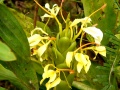 Richard Howard DSC00751-Orchid.jpg