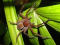 Richard Howard DSC00500-2007-spider.jpg